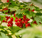 Leaves, redcurrant and agriculture with growth for sustainability, organic and outdoor. Healthy, fruit or berries on tree or vine for farming, agro development and produce for harvest in nature