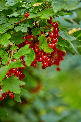 Buy stock photo Tree, redcurrant and farming closeup with growth for sustainability, organic and outdoor. Fruit, berries and healthy vine leaves for agriculture, agro development and produce for harvest in nature