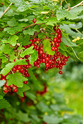 Buy stock photo Tree, redcurrant and fruit farming for sustainability, organic and outdoor growth. Green, berries and healthy vine leaves for agriculture, agro development and produce with harvest in nature
