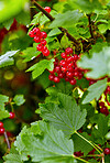 Tree, redcurrant and fruit farming with closeup, organic and outdoor growth with healthy vine leaves. Green, berries and  agriculture with agro development, produce and sustainability in nature