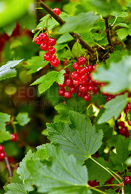 Buy stock photo Tree, redcurrant and fruit farming with closeup, organic and outdoor growth with healthy vine leaves. Green, berries and  agriculture with agro development, produce and sustainability in nature