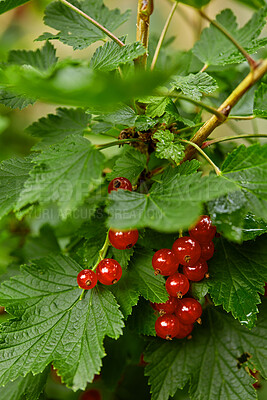 Buy stock photo Leaves, redcurrant and agriculture closeup with growth for sustainability, organic and outdoor. Healthy, fruit tree or berry vine for farming, agro development and produce for harvest in nature