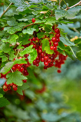 Buy stock photo Tree, redcurrant and fruit farming for harvest, organic and outdoor growth with healthy vine leaves. Green, berries and  agriculture with agro development, produce and sustainability in nature