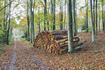 tree logs in forest after clearing of plantation in forest. Raw timber from felling site. Cut trees logs. Stacks of cut wood. Environmetal and illegal deforestation. Logging industry