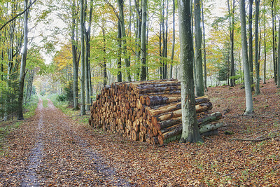Buy stock photo Nature, bark and stack of wood outdoor in forest for agriculture, ecosystem or sustainability. Countryside, deforestation and pile of timber or lumber texture for eco friendly or organic environment.