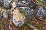 Preparation of firewood for the winter. Stacks of firewood in the forest. Firewood background. Sawed and chopped trees. Stacked wooden logs. 