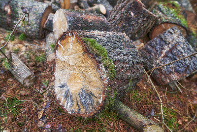 Buy stock photo Wood, pile and timber in nature for forestry, sustainable business or ecology for logging awareness. Lumber, logs or firewood for deforestation, habitat destruction or forest industry with hardwood