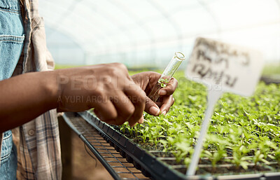 Buy stock photo Hands, scientist and test tube with plant sample, testing crops and agricultural science. Person, agronomy and farming for quality control, botanical research and cultivation experiment in greenhouse