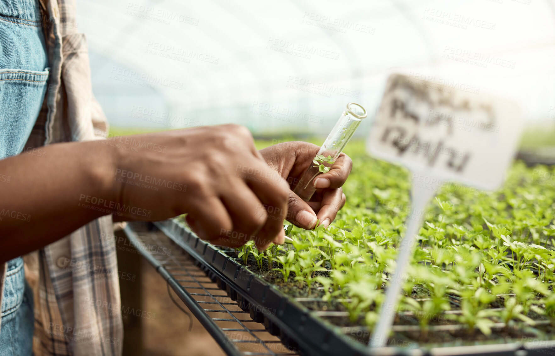 Buy stock photo Hands, scientist and test tube with plant sample, testing crops and agricultural science. Person, agronomy and farming for quality control, botanical research and cultivation experiment in greenhouse