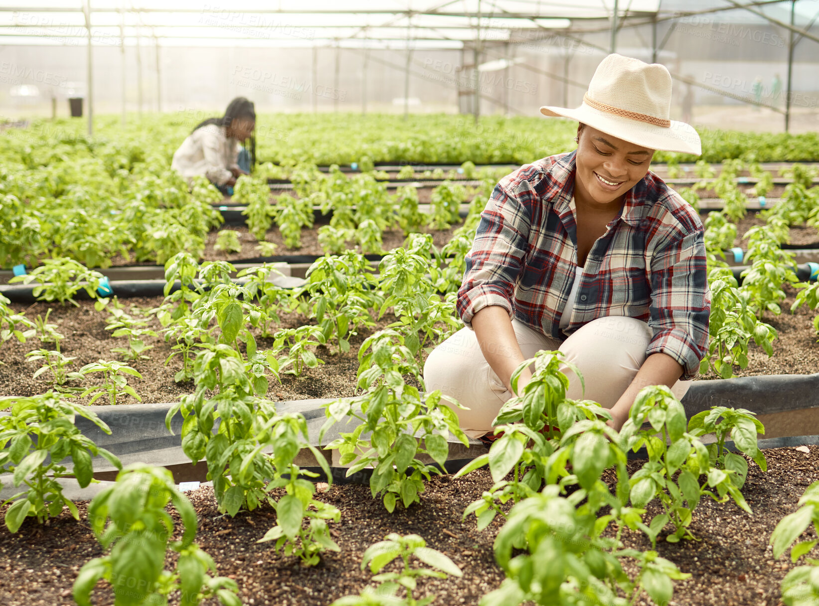 Buy stock photo Smile, woman and farming with plants in greenhouse for agriculture, cultivation and plantation. People, farmer and soil with vegetation, botanical horticulture and harvest crops for food production