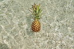 Exotic Pineapple fruit symbol of summer floating in blue tropical ocean water healthy organic diet food