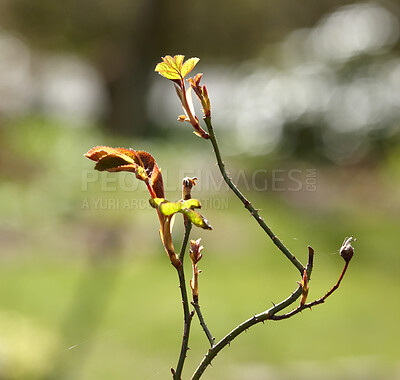Buy stock photo Plant, bud and leaves in nature with growth, spring season or environment sustainability for ecology. Bokeh, rose sprout and green stem outdoor with thorns, leaf and flower shoot blooming for botany.