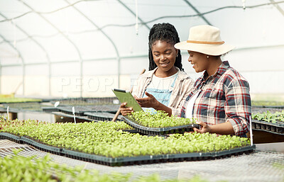 Buy stock photo Women, tablet and agriculture in greenhouse with inspection, seedling growth and quality assurance. Production, indoor farming and female farmer team for agro development, tech and crop progress