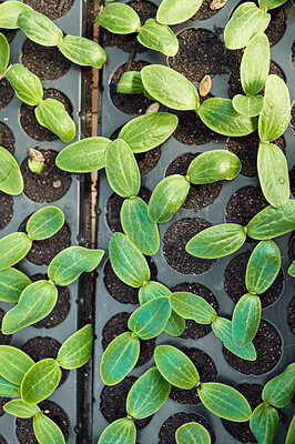 Buy stock photo Plants, growth and sustainability in greenhouse, nature and vegetables or produce sprout from above. Crops, eco friendly and healthy environment for food production, farming or agriculture fertilizer