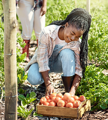 Buy stock photo Farm, sustainable and black woman with box of tomatoes for agro business, agriculture or growth. Eco friendly, smile and African person with vegetables in nature for outdoor harvest in countryside