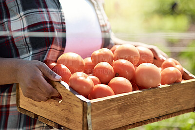 Buy stock photo Nature, sustainable and hands of woman with tomatoes for agro business, agriculture or growth. Eco friendly, farm and female person with tray of organic vegetables for outdoor harvest in countryside.
