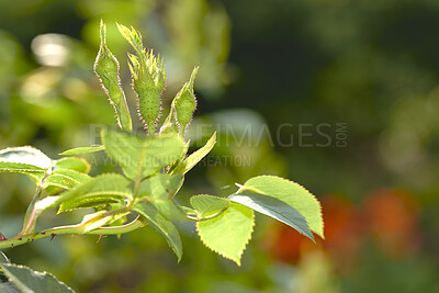 Buy stock photo Rose, blooming and environment with bud in nature for growth, sustainability and spring season. Botany, outdoor and foliage with plant in woodlands for ecology, flowers and conservation park space