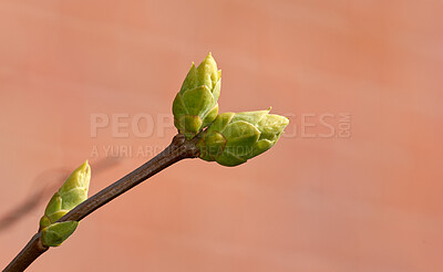 Buy stock photo Garden, empty and bud of flower on stem for growth, blooming and blossom in spring season. Background, outdoor and plant with leaf, floral sprout and shoot for environment, ecosystem and botany