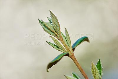 Buy stock photo Blooming, leaf and environment with plant in nature for growth, sustainability and spring season. Botany, outdoor and foliage with sprout for ecology, forest and conservation park or reserve space