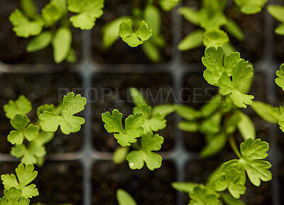 Buy stock photo Above, plants and seedlings in tray for farming, efficient growth and sprouting with sustainability. Leaves, herbs and microgreens in container for supply chain, agriculture and organic crop