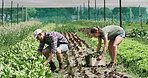 Couple, farmer and vegetables for agriculture, harvest or organic food production in crate. Plants, man and woman at farm with box for growth, agro and help at garden in countryside or sustainability