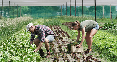 Buy stock photo Couple, farmer and vegetables for agriculture, harvest or organic food production in crate. Plants, man and woman at farm with box for growth, agro and help at garden in countryside or sustainability