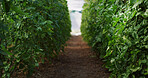 Empty, farm and plant growth in nature, green development or sustainable environment for agriculture. Outdoor, nutrition and organic produce in countryside, wellness and crop production in plantation