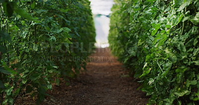 Buy stock photo Empty, farm and plant growth in nature, green development or sustainable environment for agriculture. Outdoor, nutrition and organic produce in countryside, wellness and crop production in plantation
