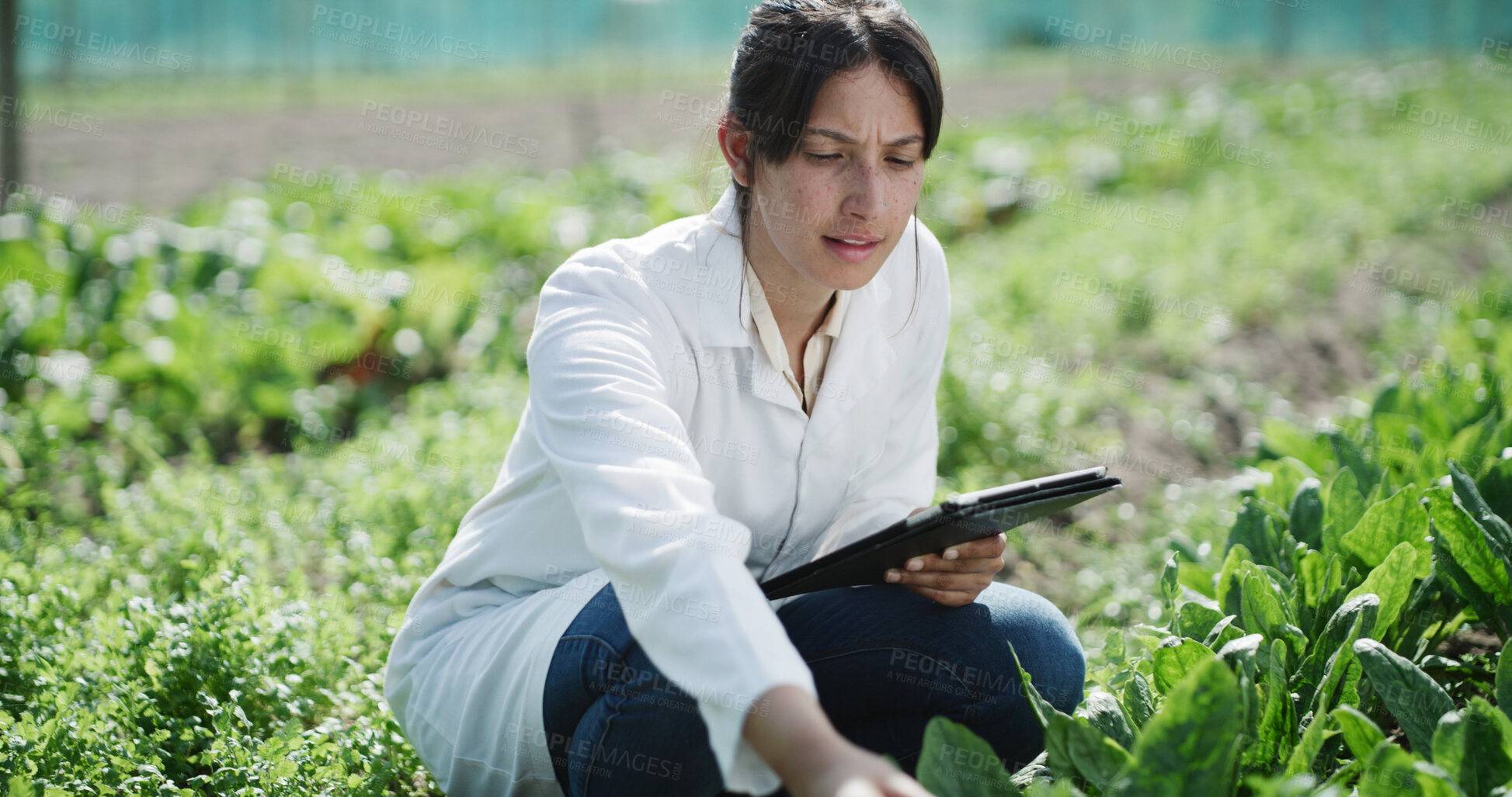 Buy stock photo Scientist, woman and inspection with tablet on farm for field research, yield health or reporting. Medical, agronomist and tech in nature for quality control, monitor plant growth and record results