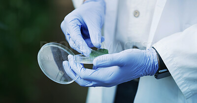 Buy stock photo Hands, scientist and petri dish outdoor with plant, research or botany study for medical cure. Science, person or analysis of leaves sample for agriculture, microbiology or conservation with specimen