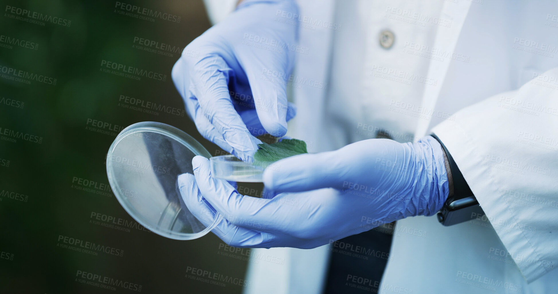 Buy stock photo Hands, scientist and petri dish outdoor with plant, research or botany study for medical cure. Science, person or analysis of leaves sample for agriculture, microbiology or conservation with specimen