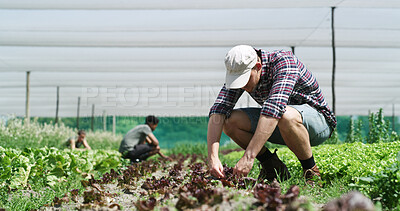 Buy stock photo Man, farmer and agriculture with harvest for production, natural growth or agro business. Male person, plant or crops with resources for food conservation, sustainability or farming in greenhouse