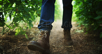 Buy stock photo Inspection, farmer or legs on field with walk, crops review or monitor in sustainable business. Organic, vegetation or man with stroll, quality control or harvest maintenance in agriculture industry.