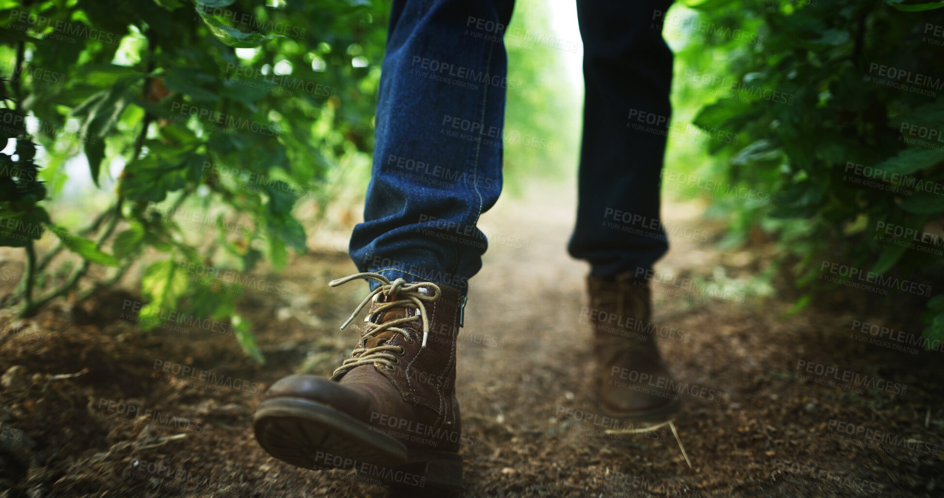Buy stock photo Inspection, farmer or legs on field with walk, crops review or monitor in sustainable business. Organic, vegetation or man with stroll, quality control or harvest maintenance in agriculture industry.