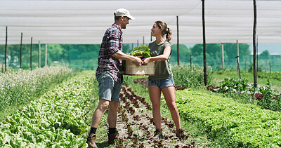 Buy stock photo Couple, farming and vegetables for agriculture, help or organic food production in crate. Harvest, man and woman at farm with box for growth, agro and support at garden in countryside or conversation