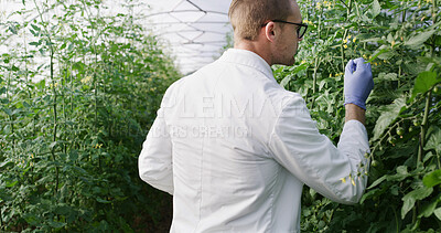 Buy stock photo Scientist, man and inspection in greenhouse with flowers, investigation and check growth for ecology. Back, person and environmental science in conservatory with study plants, glasses and evaluation.