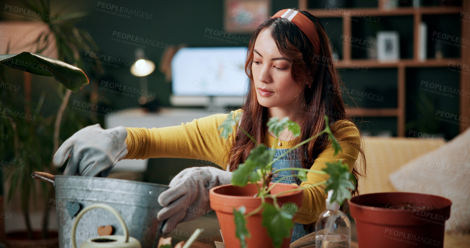 Buy stock photo Plant, relax and growth with woman in home for botany hobby, gardening or sustainability. Eco friendly, horticulture and maintenance with person in living room of house for tools and botanist care