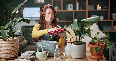 Buy stock photo Cleaning, gardening and indoor plants with woman in home living room for care or cultivation. Cloth, pest control and wipe with gardener person in apartment for growth, horticulture hobby or nurture