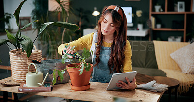 Buy stock photo Pruning, houseplant and woman with tablet in house, eco friendly and gardening guide on social media. Trim, leaves and person with tech for propagation tips, florist or remove damaged foliage in home