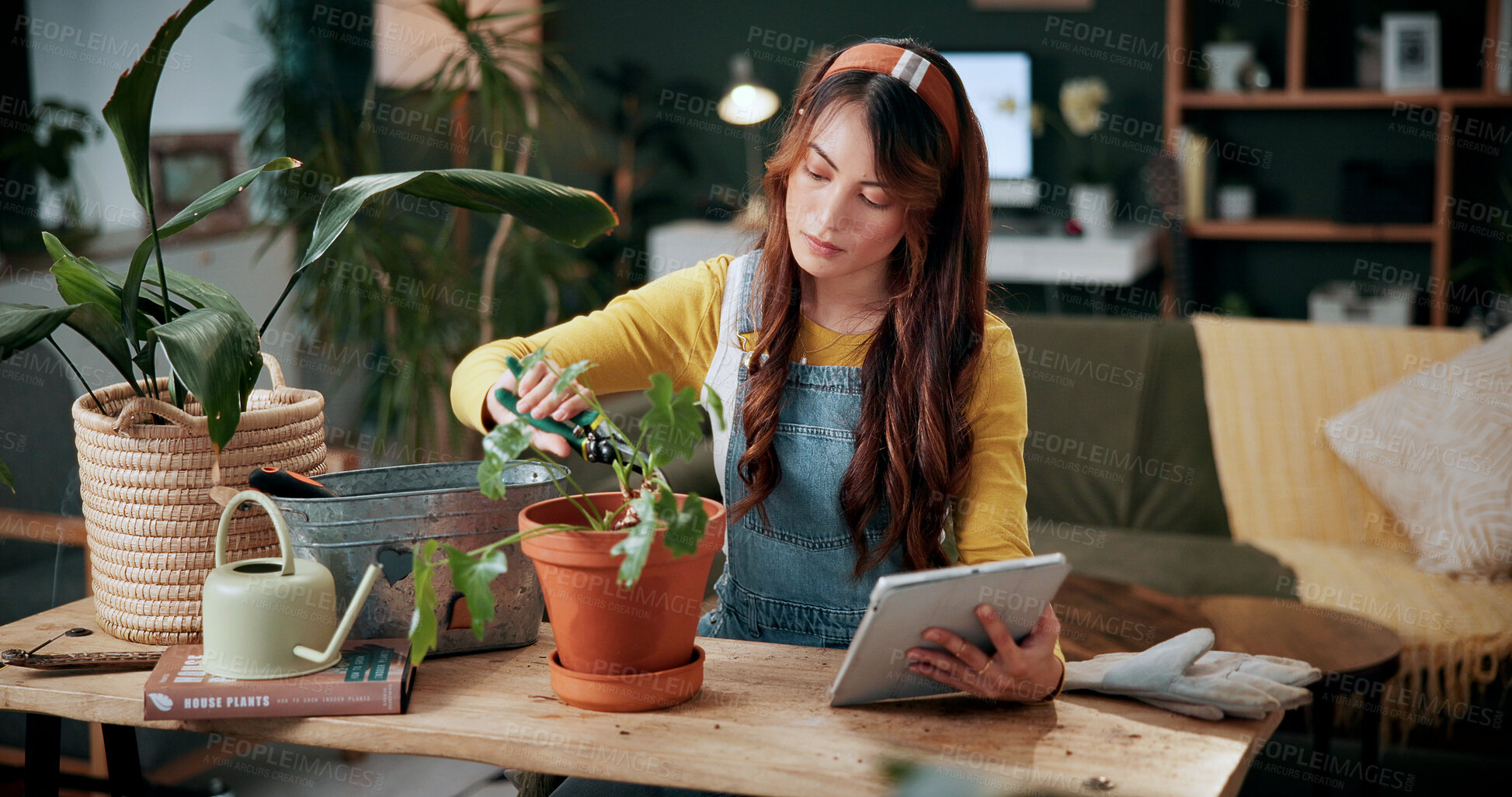 Buy stock photo Pruning, houseplant and woman with tablet in house, eco friendly and gardening guide on social media. Trim, leaves and person with tech for propagation tips, florist or remove damaged foliage in home