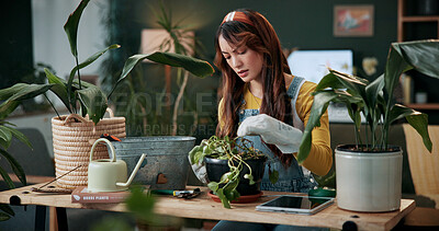 Buy stock photo Gardening, woman and concern with dead plant in home for root rot, toxic soil and pruning. Indoor gardener, person and worry with houseplant for unhealthy growth, sustainable hobby or leaf inspection