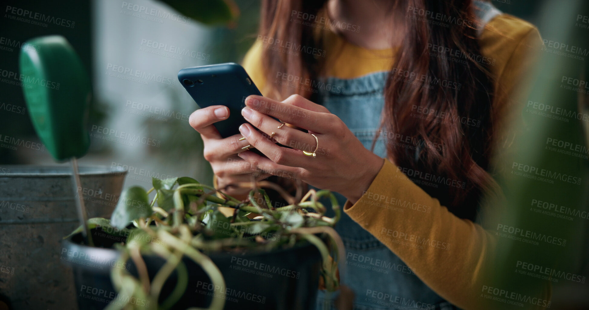 Buy stock photo Plant, hands and person with mobile in home, gardening forum or internet search for revival tips. Botany, research or florist with phone for horticulture blog, care instructions or restoration advice