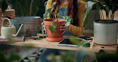 Buy stock photo Gardening, hands and potted plant with woman in home living room for cultivation or potting. Hobby, houseplant and tablet with gardener person at table in apartment for care, nurturing or planting