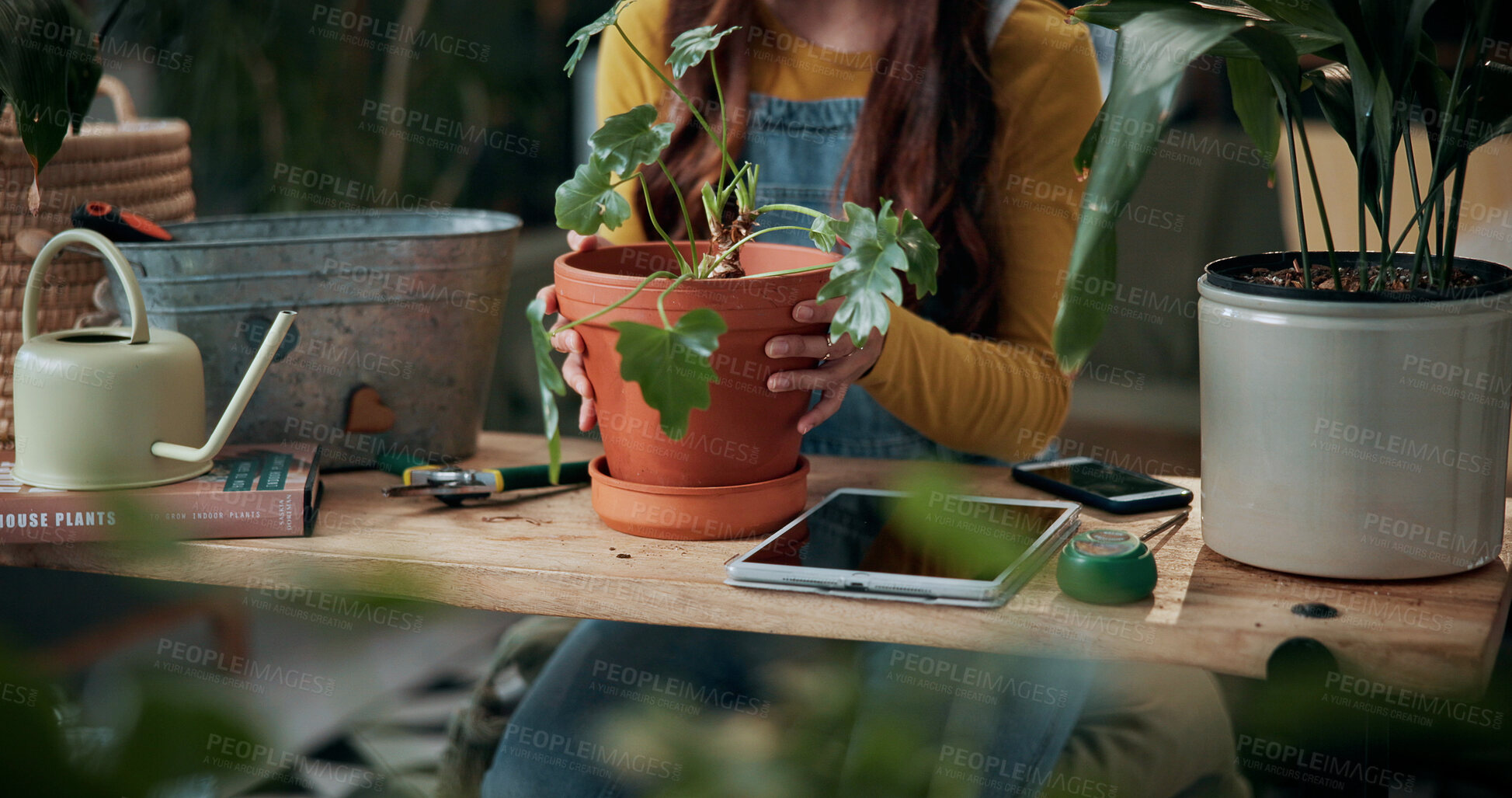 Buy stock photo Gardening, hands and potted plant with woman in home living room for cultivation or potting. Hobby, houseplant and tablet with gardener person at table in apartment for care, nurturing or planting