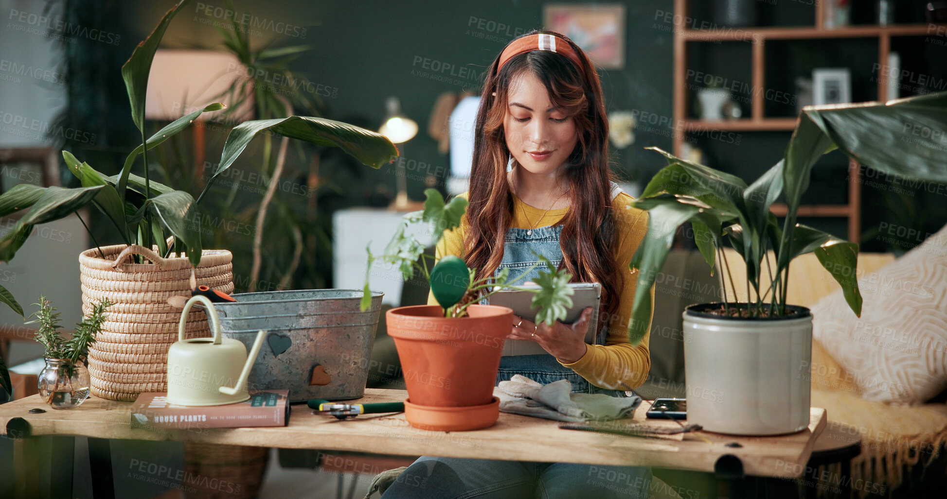 Buy stock photo Tablet, woman or pot plant in house for decoration, gardening or research for flora health manual. Fertilizer order, reading or florist with tech for pruning instructions, maintenance advice or tips