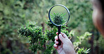 Magnifying glass, hemp and hands of person on farm for inspection, growth and check harvest. Agriculture, outdoor and farmer with plant for marijuana crops, leaves and cannabis for small business