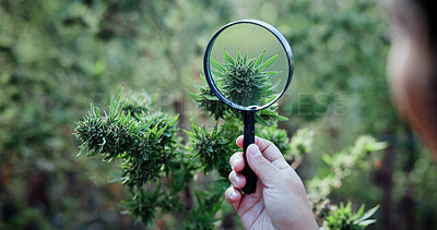 Buy stock photo Magnifying glass, hemp and hands of person on farm for inspection, growth and harvest outdoor. Agriculture, examine and farmer check plant for marijuana crops, leaves and cannabis for small business