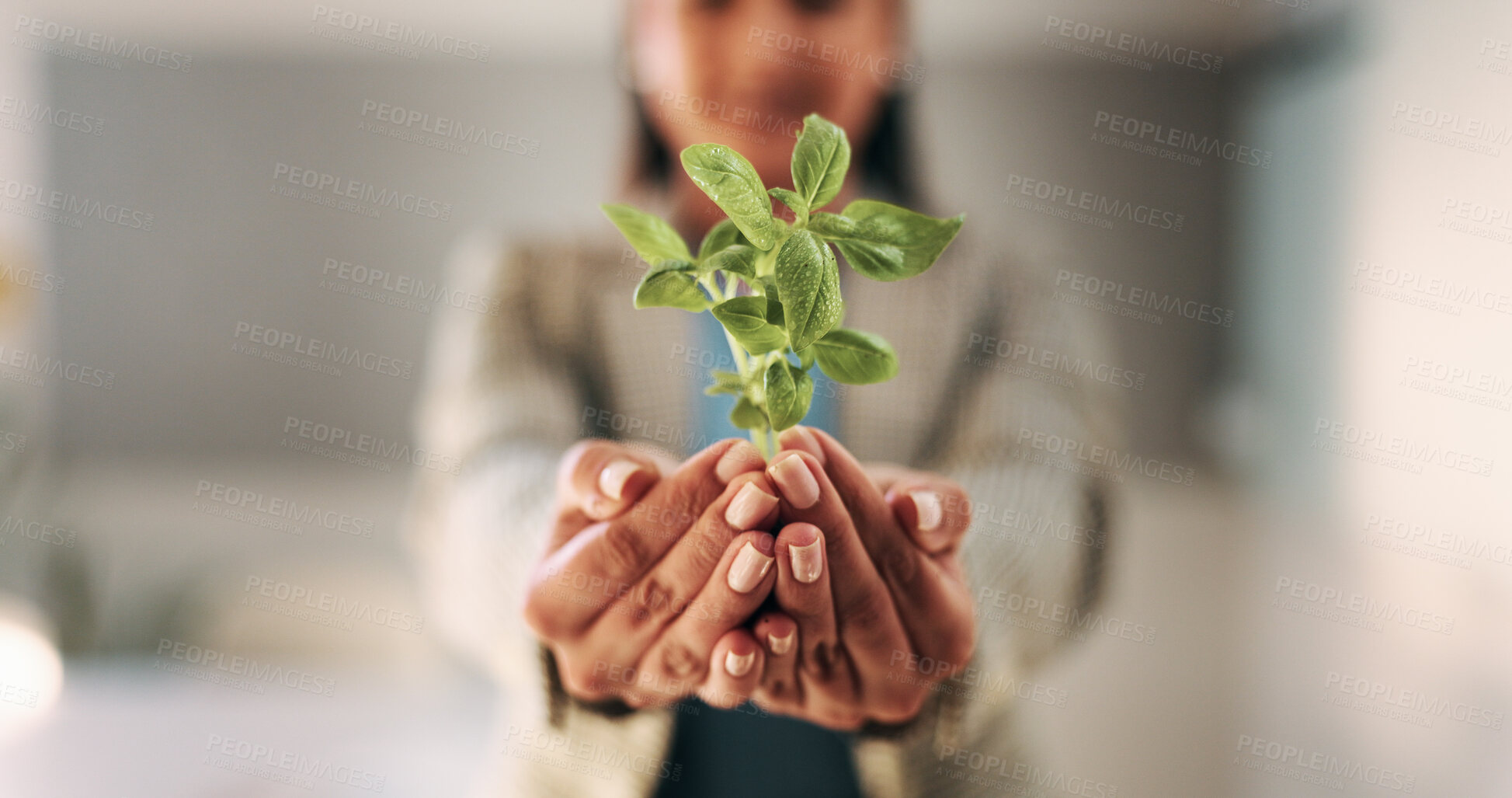 Buy stock photo Hands, plant and sapling with growth at office with sustainable business, ESG or net zero goals. Person, leaves and soil for eco friendly company, accountability or call to action for climate change