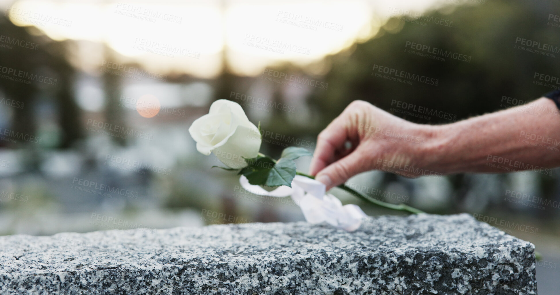 Buy stock photo Hand, gravestone and rose in cemetery with funeral, remembrance and burial ceremony for final goodbye. Tombstone, flower and person in graveyard outdoor with memorial service, mourning and respect.