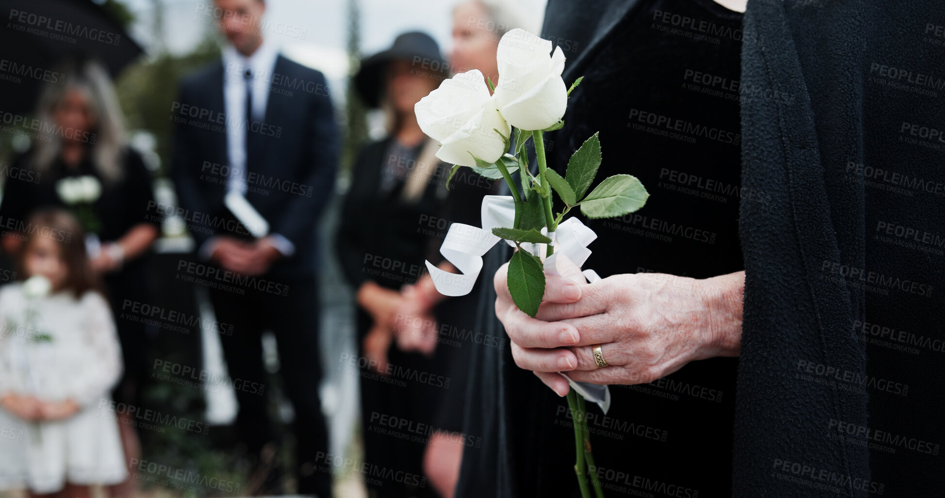 Buy stock photo Woman, hand and white rose in cemetery with funeral, remembrance and burial ceremony for final goodbye. Person, flower and family in graveyard outdoor with memorial service, mourning and bereavement.
